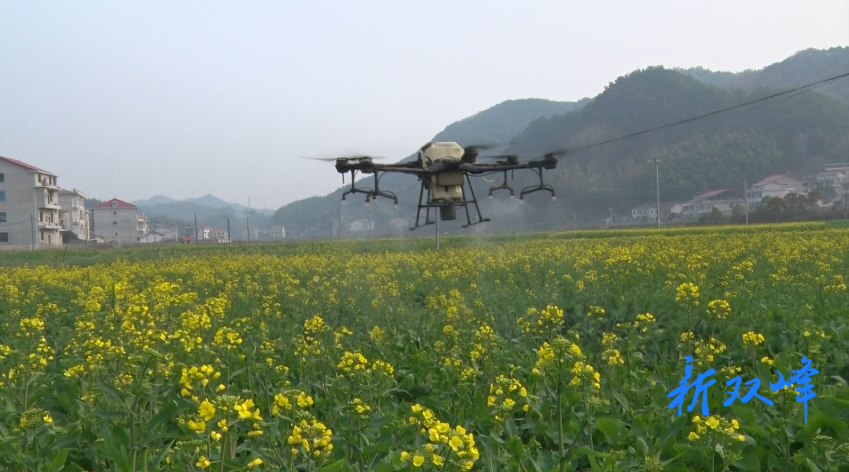 杏子铺镇：植保无人机助力田间油菜管护