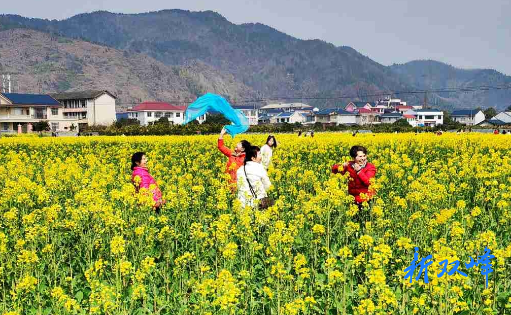 杏子铺镇：“赏花经济”绘就乡村振兴新画卷
