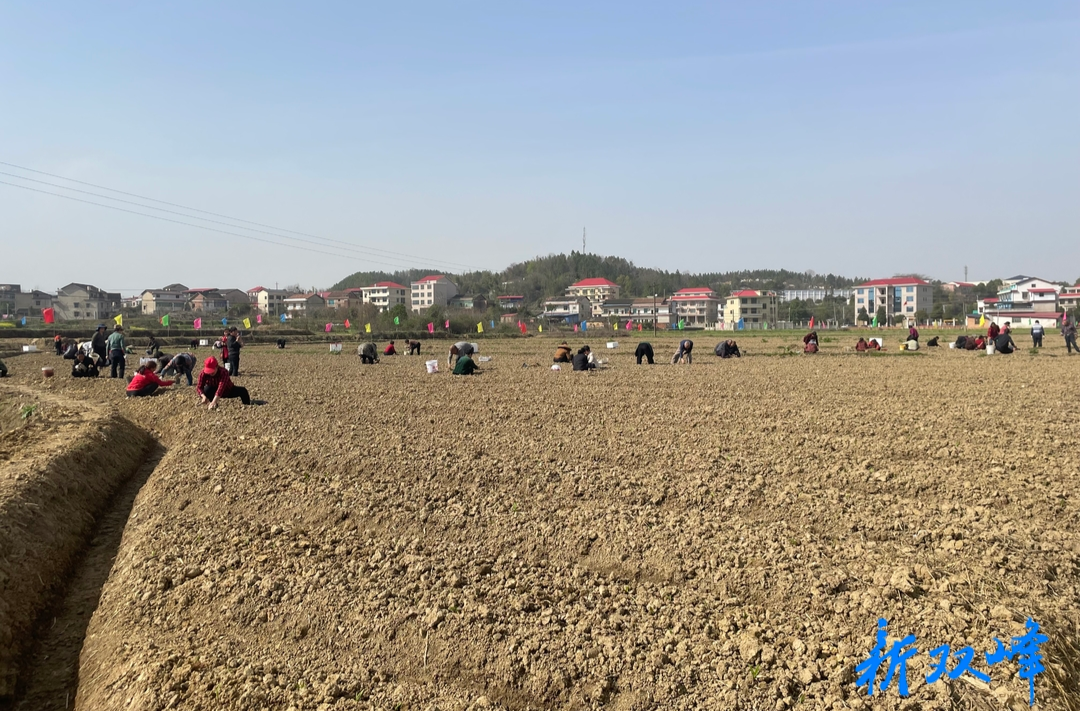 永丰街道杨村村：发展中药材种植 壮大村级集体经济