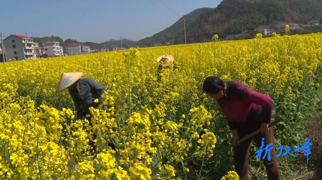 杏子铺镇斗盐村：“撂荒地”尽带“黄金甲”