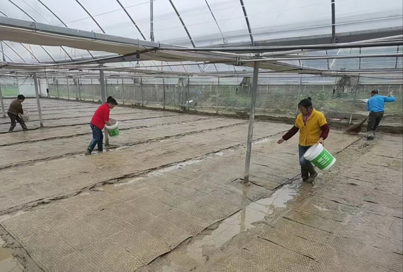 荷叶镇表彰2022年度粮食生产先进单位