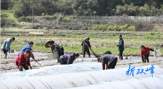 杏子铺镇：抓稳粮袋子 坚决守住粮食安全“底线”