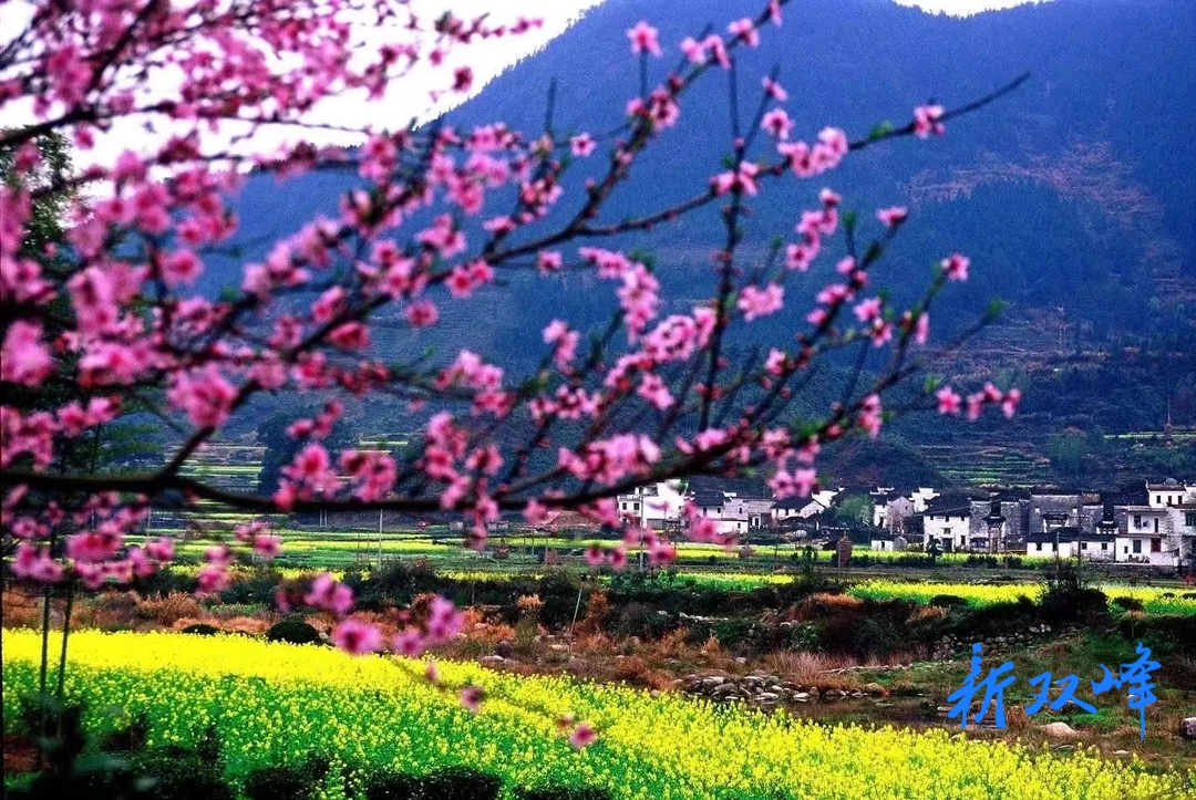 杏子铺镇：桃花映红致富路