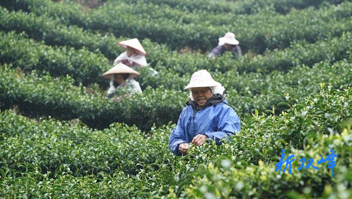 杏子铺镇城中村：满山“致富”叶，点“绿”可成金
