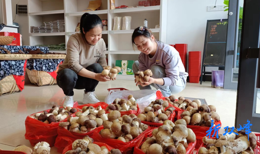 杏子铺镇：荒地变“黄金” 赤松茸撑起“致富伞”