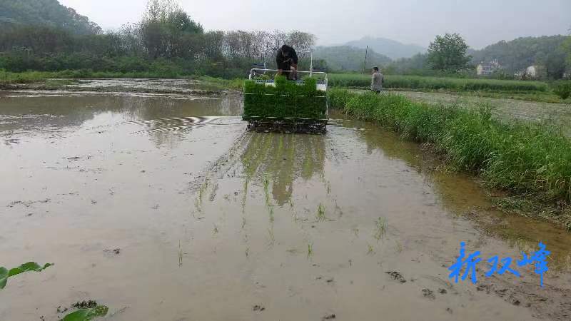 永丰街道：机械化插秧，拉开春耕序幕