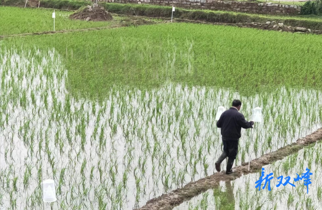 荷叶镇：田间安装诱捕器 绿色防控保丰收