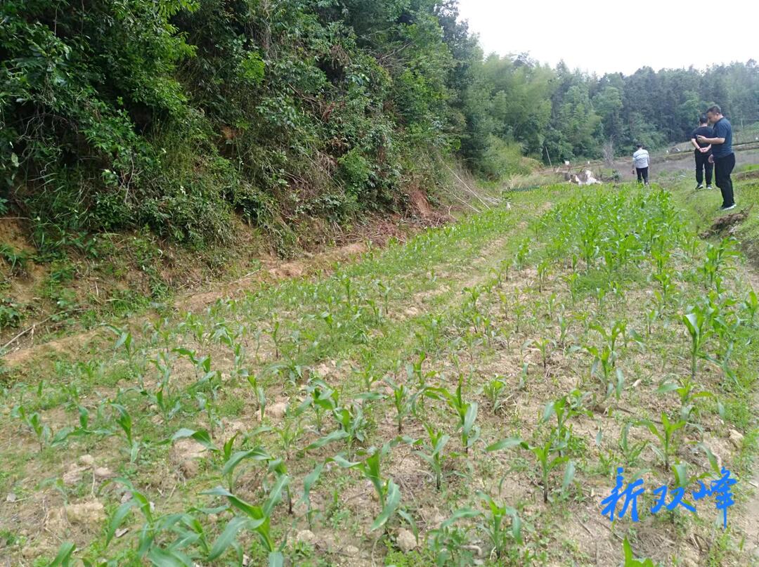 荷叶镇：督导“春苗行动” 促进耕地保护