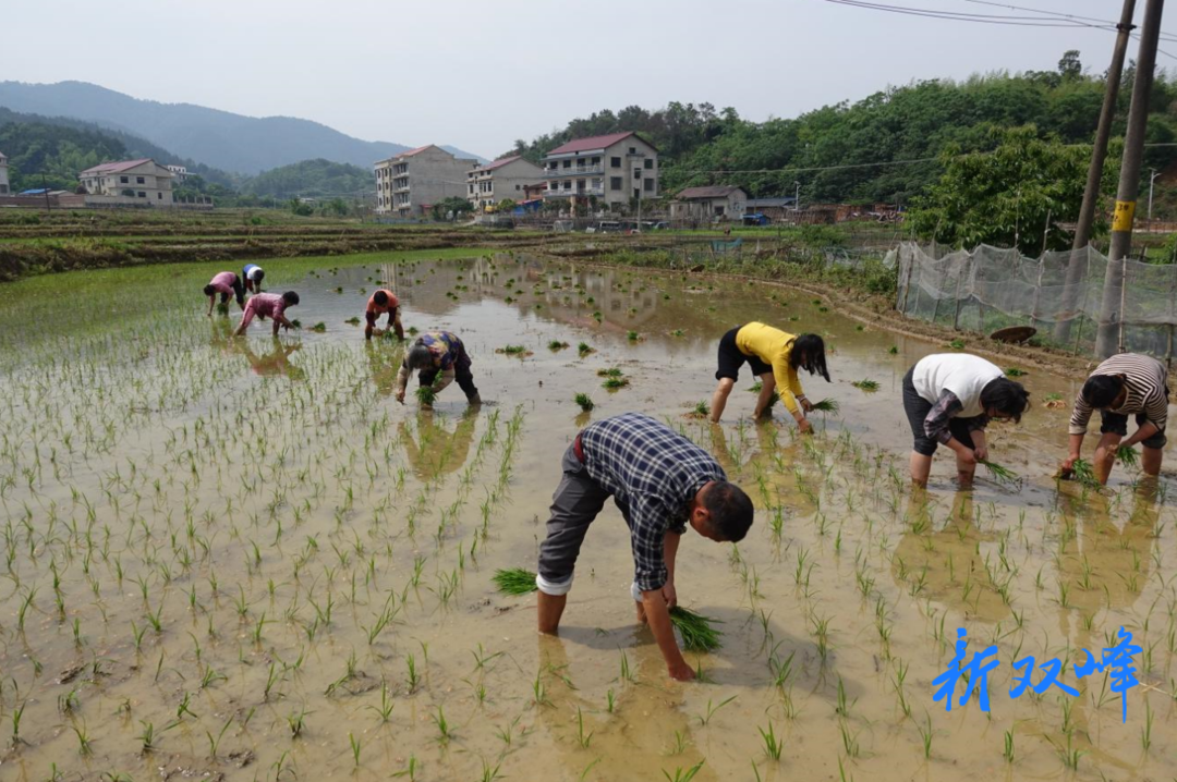 锁石镇大溢塘村种粮大户王华： “贩粮”到“种粮”的蜕变