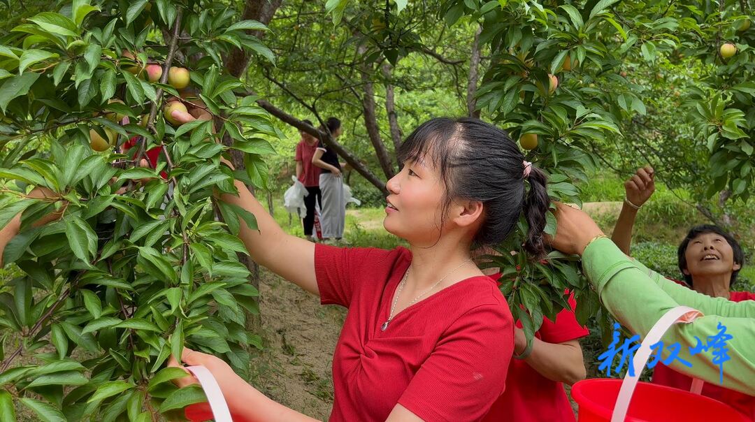 荷叶镇硖石村：“青红脆李”铺就群众致富路