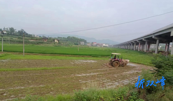 杏子铺镇石坝村积极整治耕地抛荒显成效