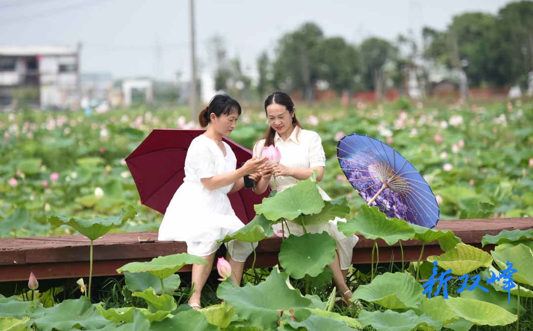 杏子铺镇：荷花盛开引客来