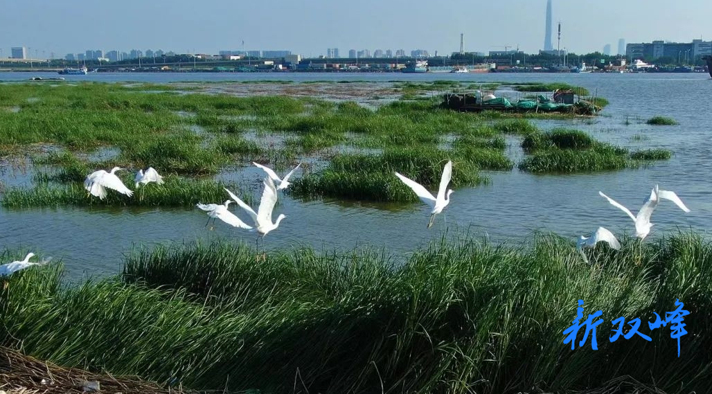 杏子铺镇：守护河道生态 深化环保攻坚