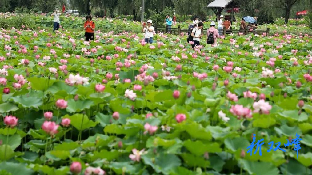 杏子铺镇虎塘村：采矿沉陷村的华丽转身
