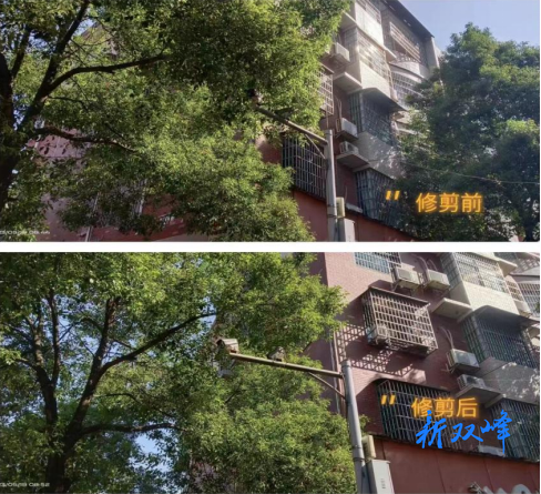 双峰县城管执法局:修剪遮挡信号灯树枝，让信号灯“亮”起来