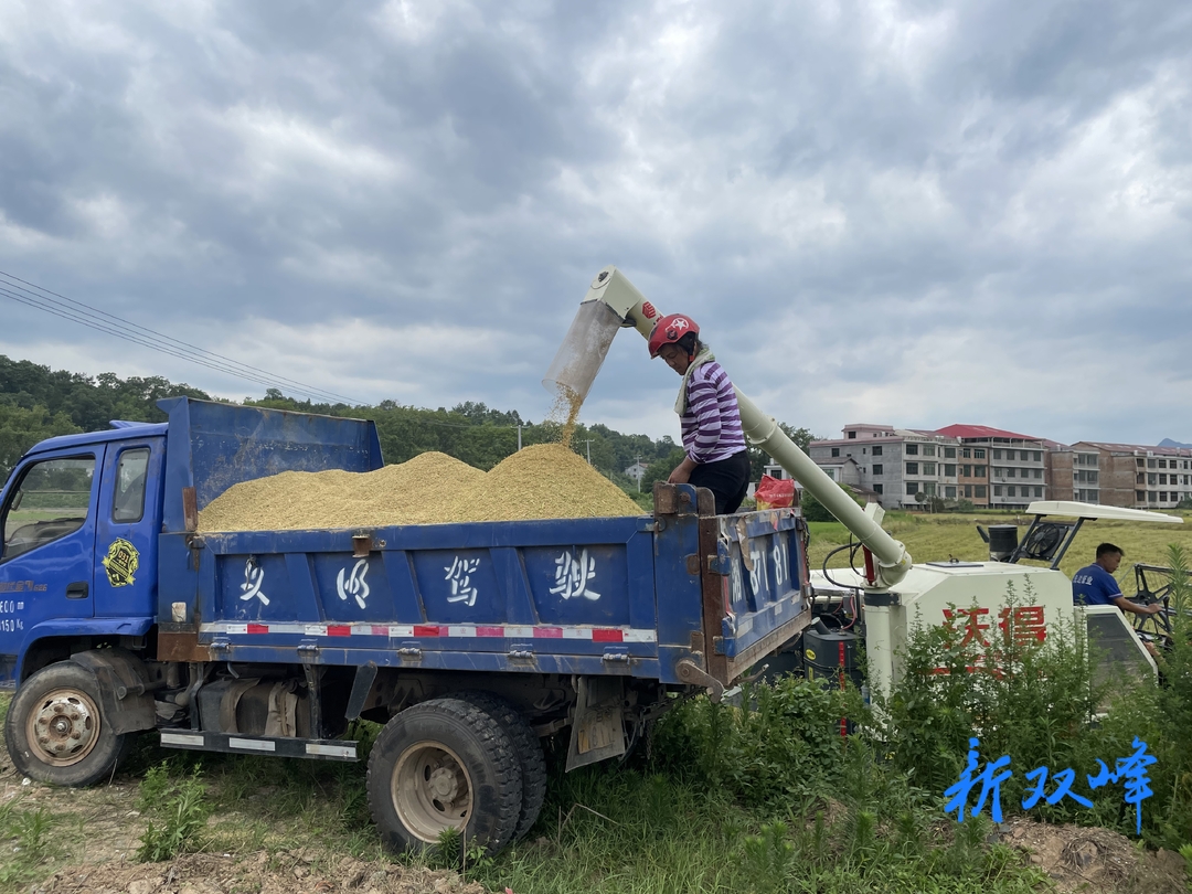双峰县：早稻开镰收割