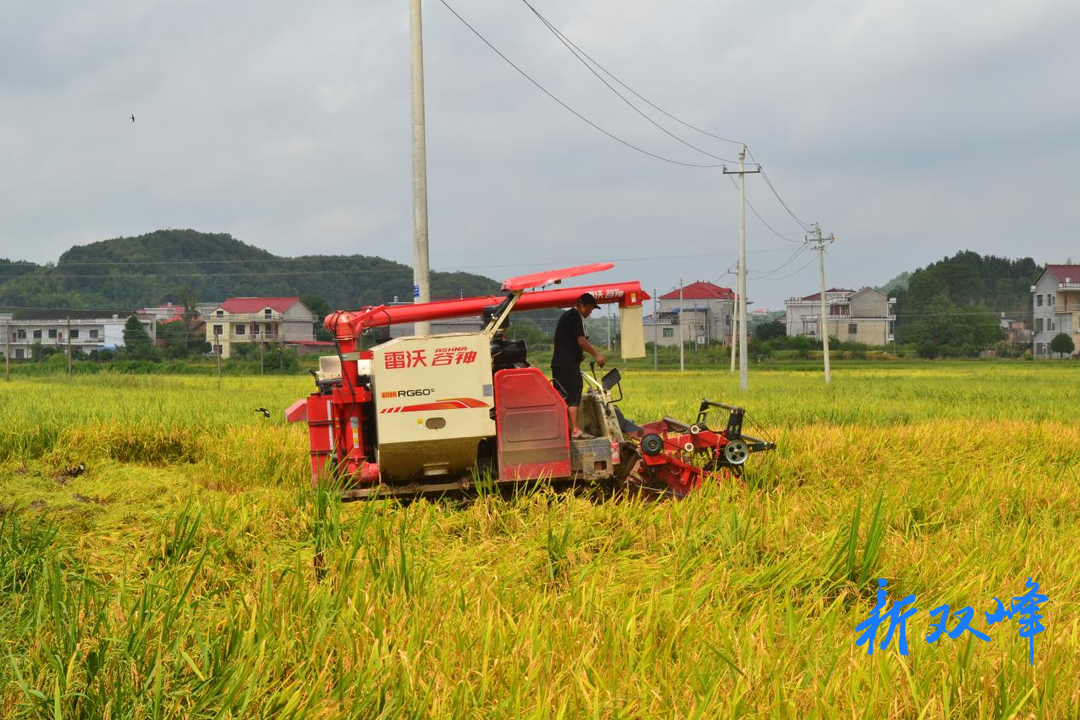洪山殿镇：稻菽千重浪，夏日“双抢”忙