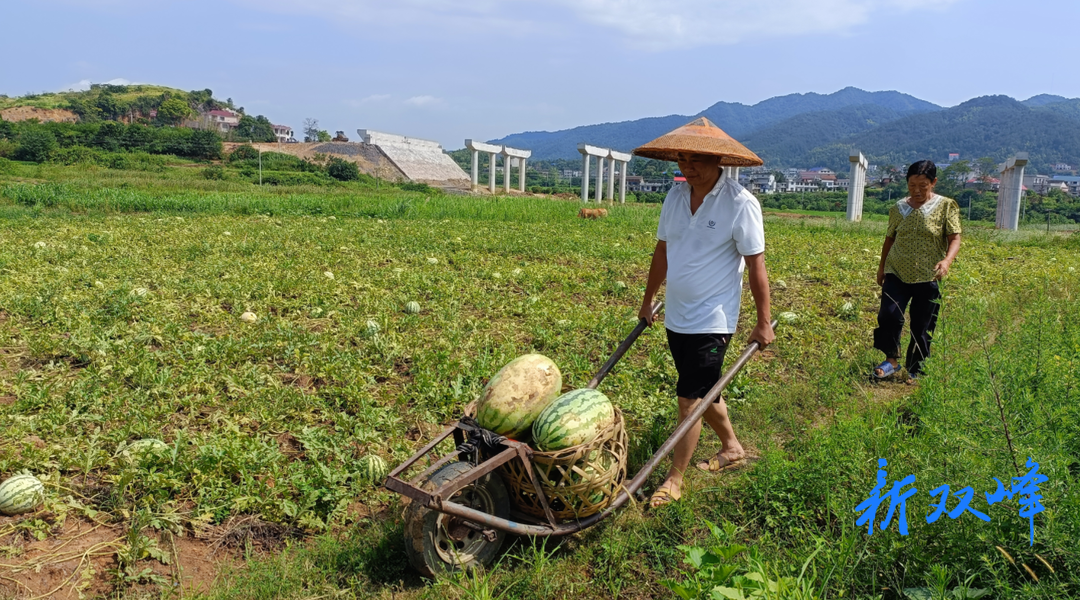 杏子铺镇：镇干部当起了“销售员”