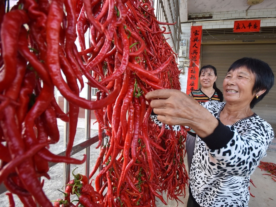 湖南雙峰：火紅辣椒襯映村民幸福笑臉