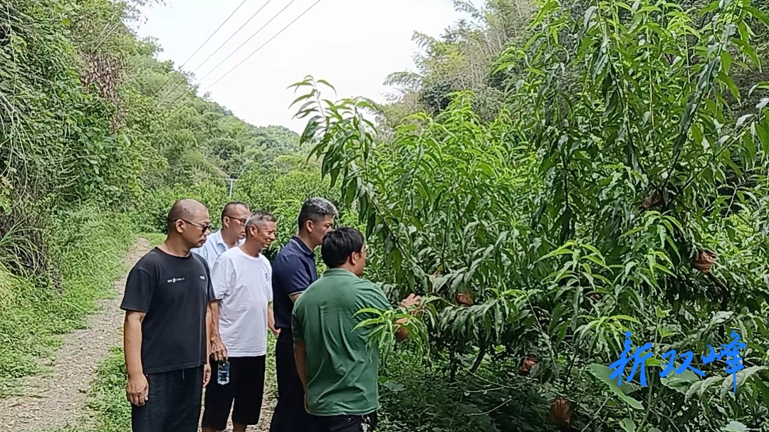 石牛乡：瓜果飘香庆丰收，特色种养产业兴