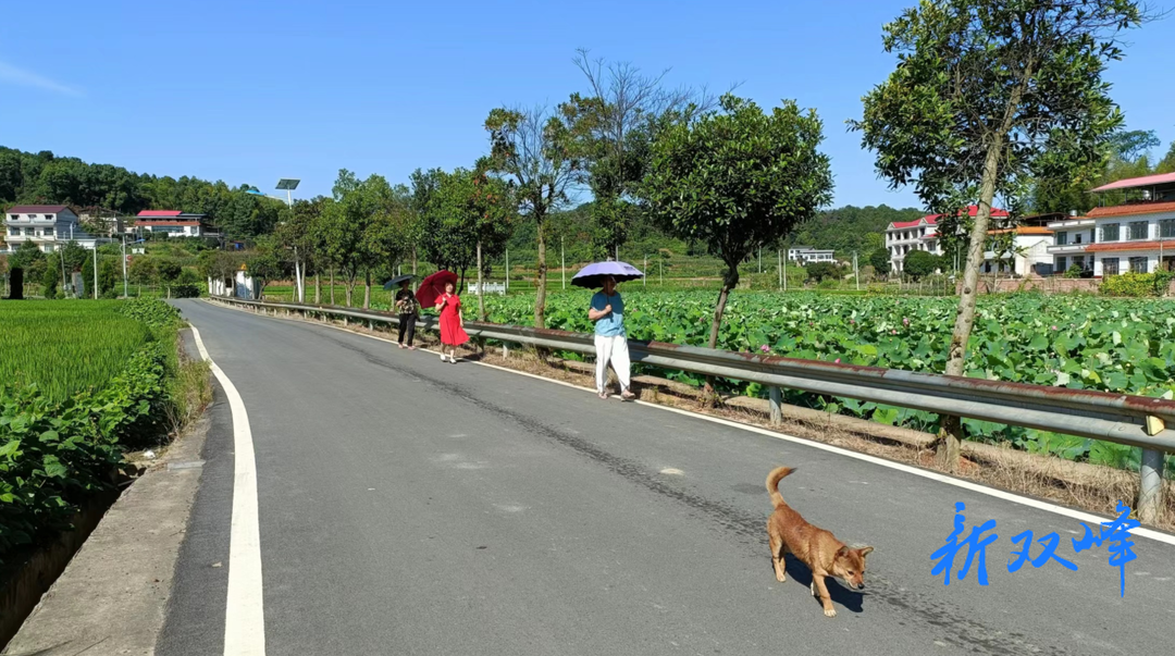 杏子鋪鎮：四好農村路 鋪就鄉村振興快車道