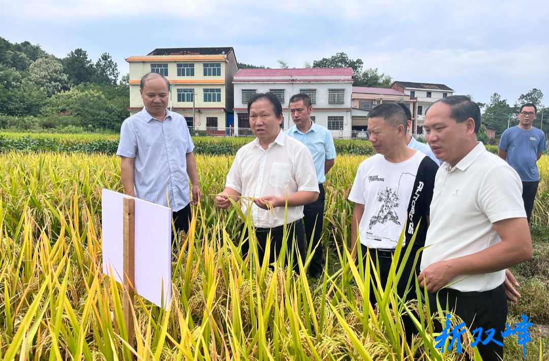 省农科院副院长、省杂交水稻研究中心党委书记许靖波来双峰县调研粮食生产工作