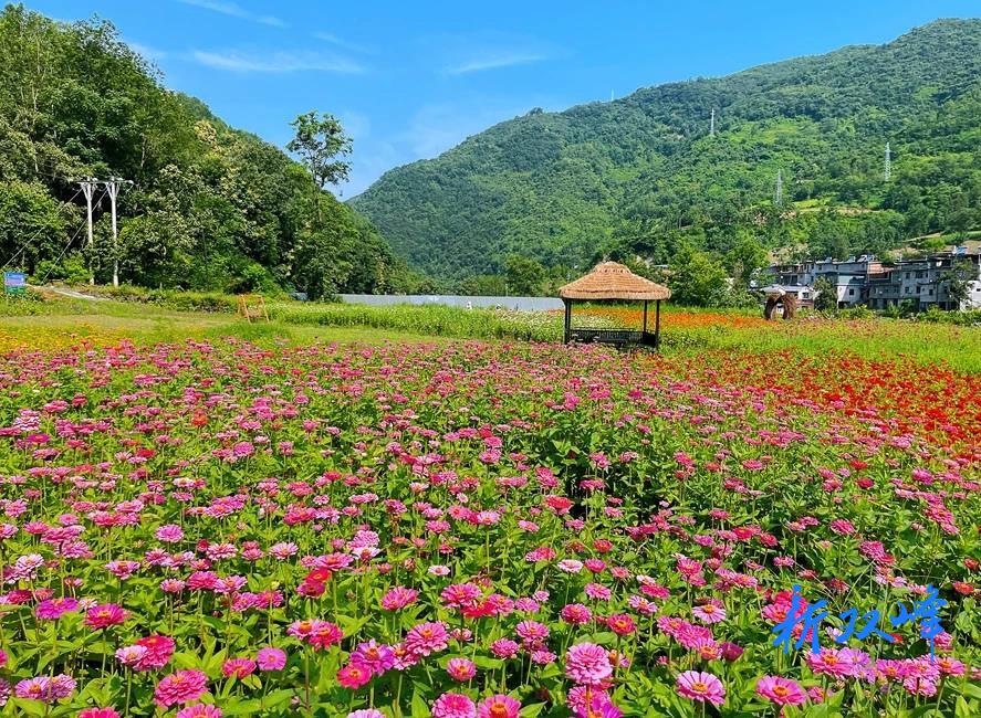 杏子鋪鎮：庭院經濟富鄉村