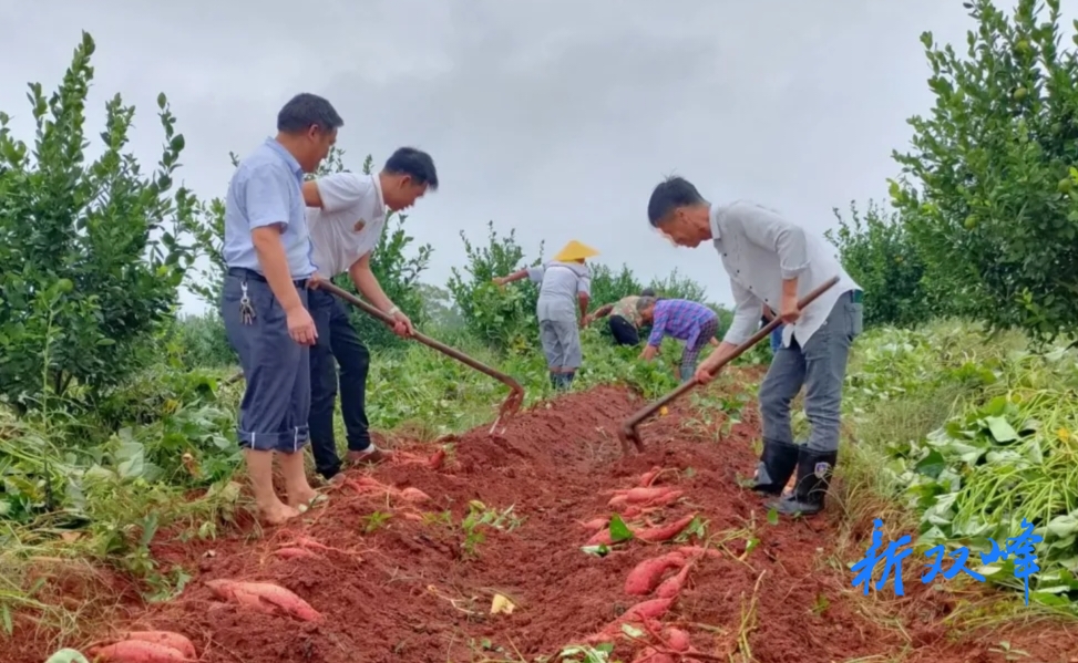 杏子铺镇：红薯丰收农民富