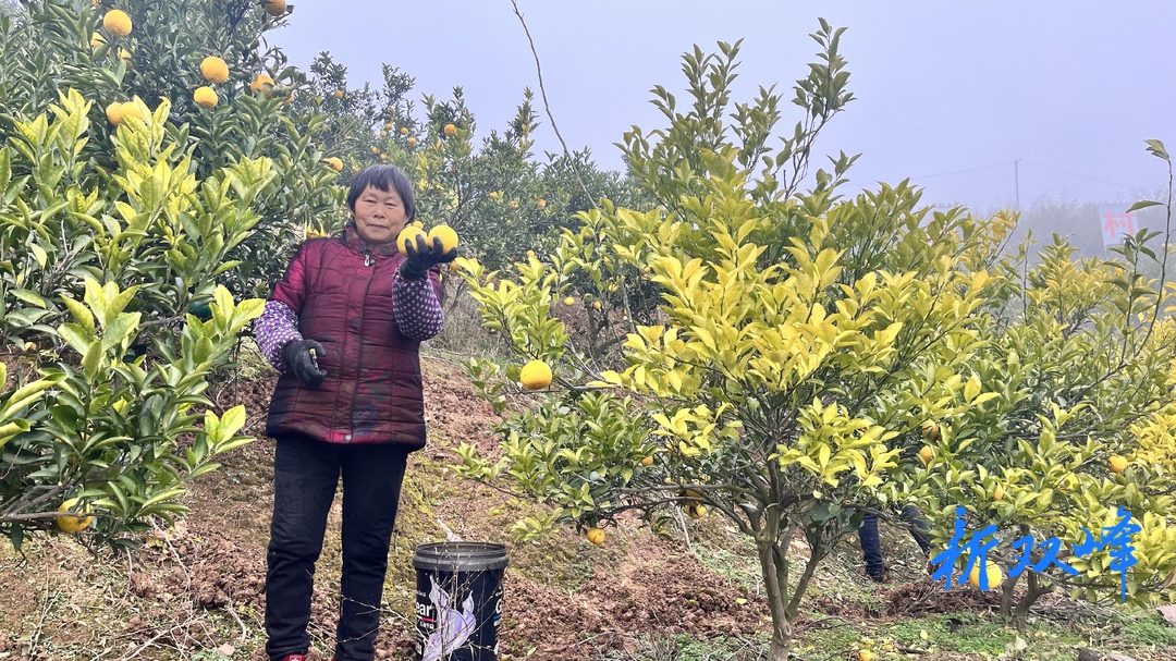 湘盛农业产业园：贡柚“柚”香“柚”甜
