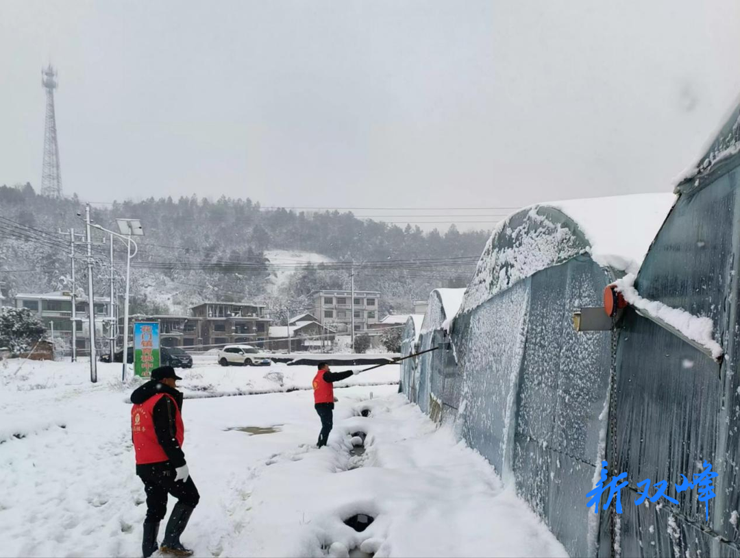 双峰县农机事务中心：合作社里的“雪里红”