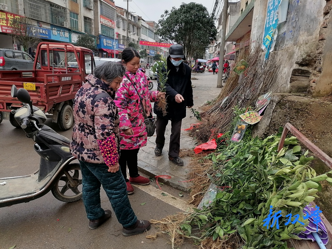 杏子铺镇群众积极植树造林