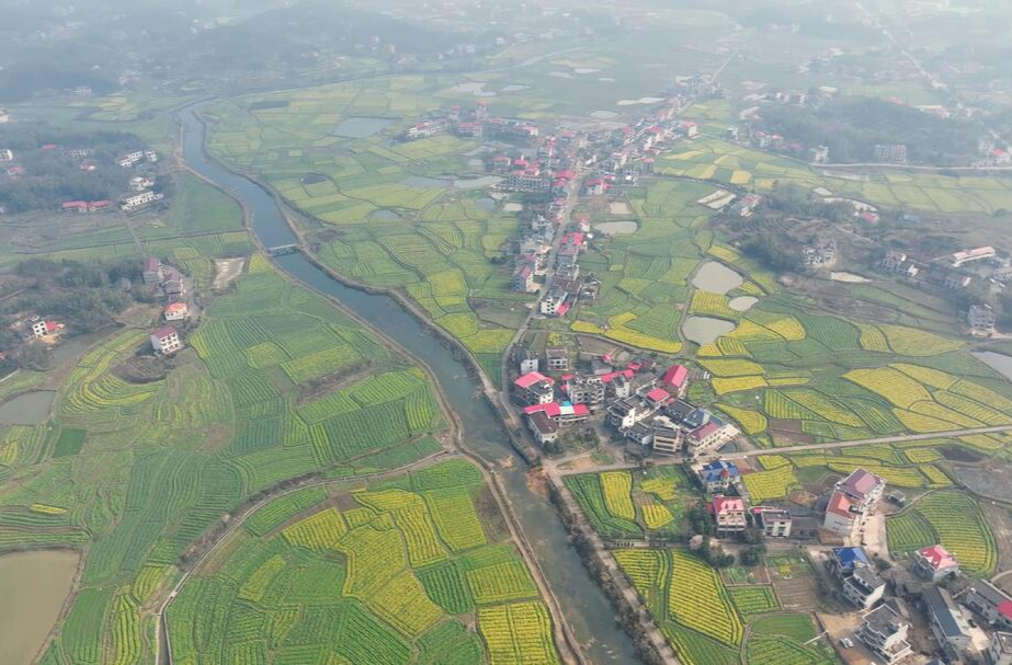 锁石：油菜花开遍地春 农旅融合促增收