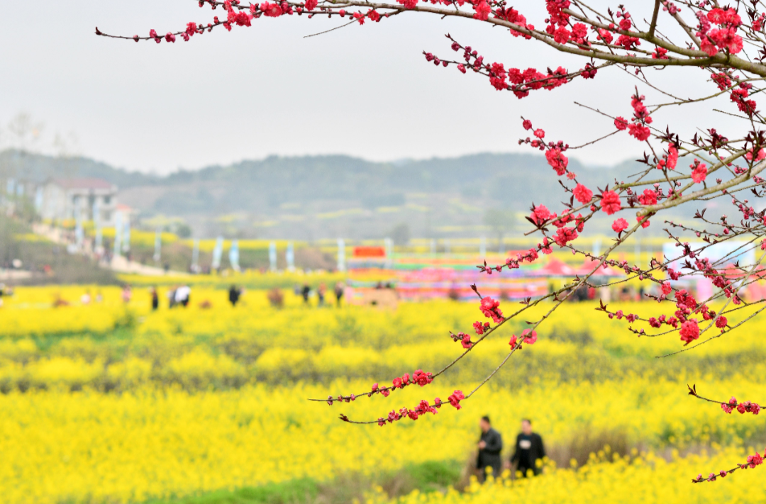 组图 | 双峰历届油菜花节：记录乡村振兴的步伐
