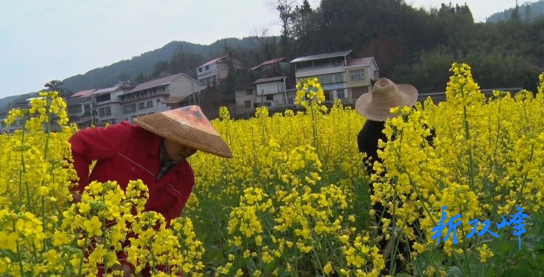 杏子铺镇吴合村:荒田飘来菜花香