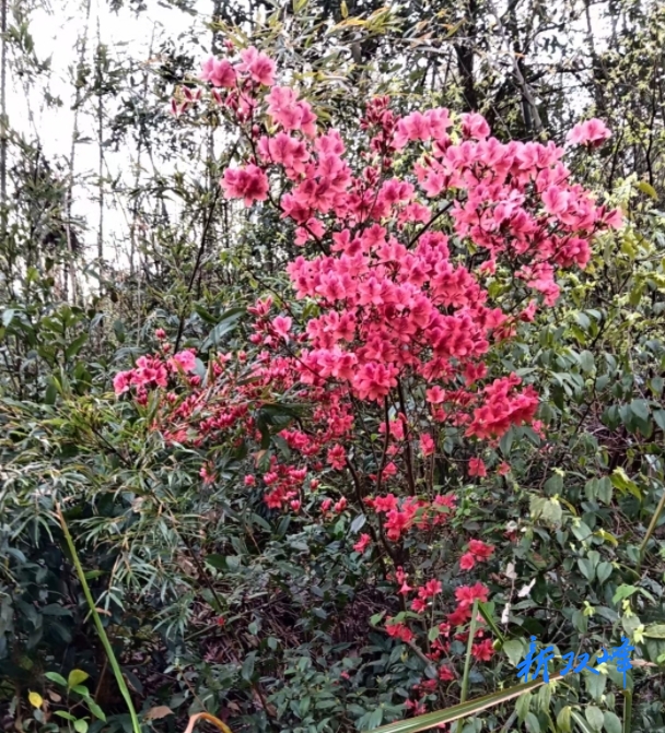 沙塘乡水牛山：杜鹃花开满眼春