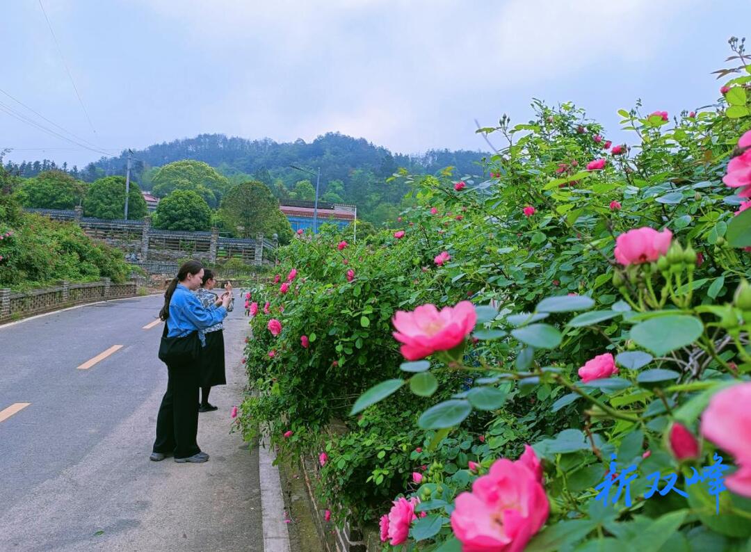 杏子铺镇：花开浸书香