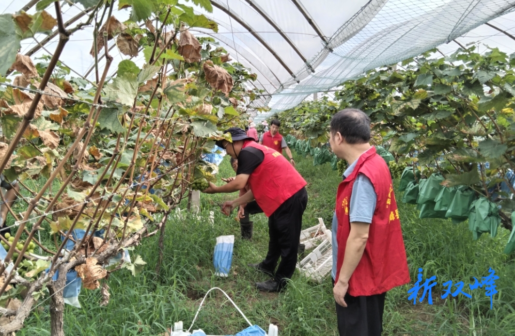 ​走马街镇：农技专家积极开展葡萄灾后技术指导
