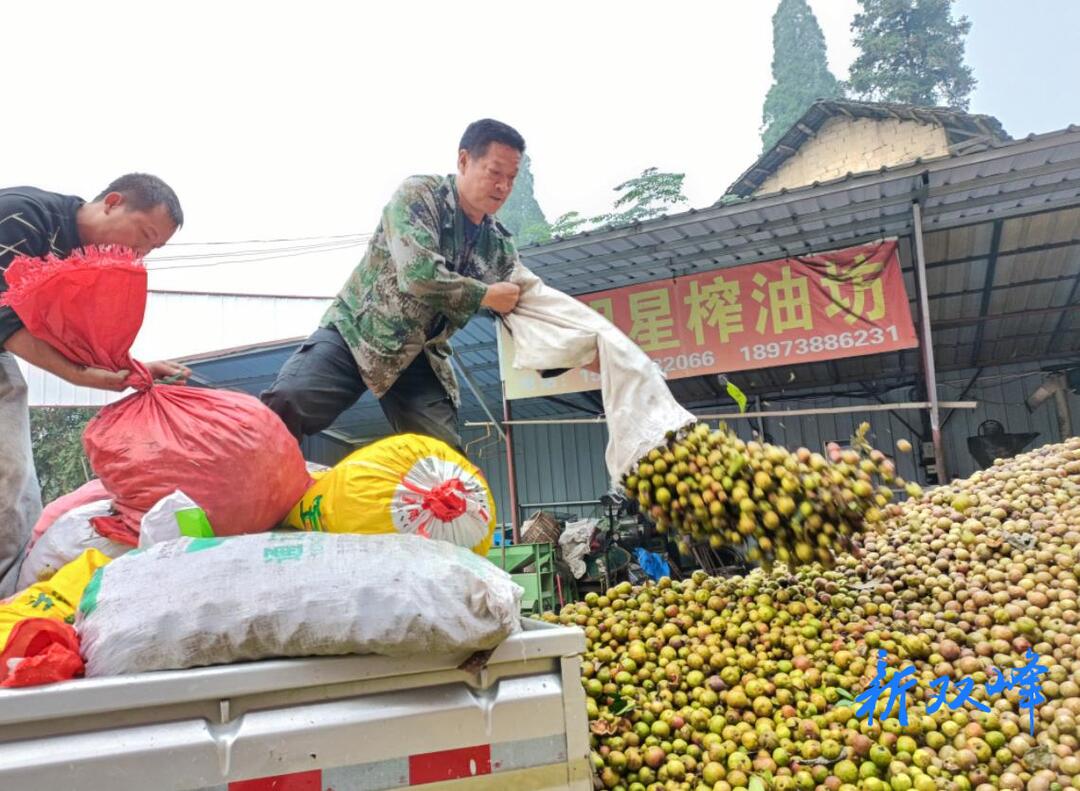 杏子铺镇：退役军人王明星 栽油茶治抛荒带领村民致富