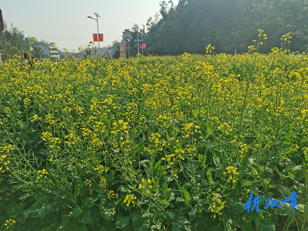 双峰：“定制”油菜花海  冬日花开美如画