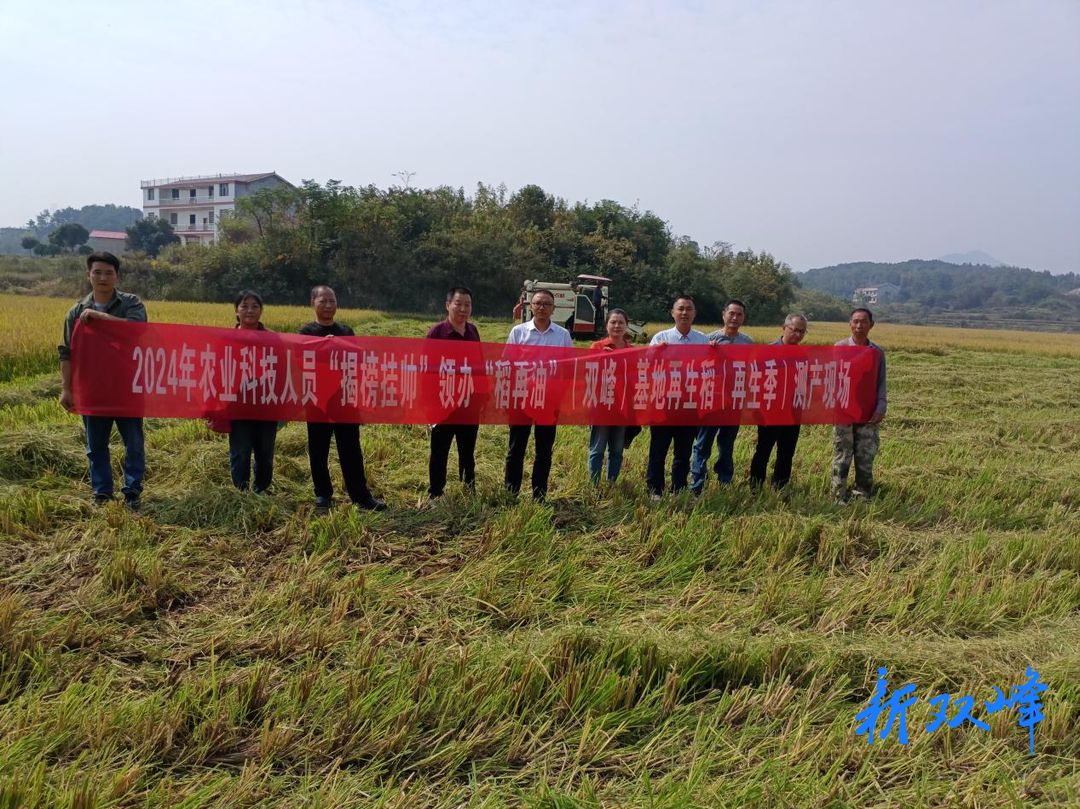双峰：再生稻种植再铺农民增收路