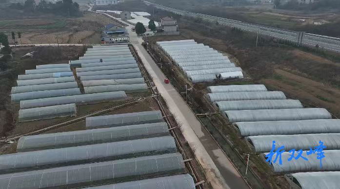 招引项目入乡入村 盘活闲置资源资产③|金开街道：多元化探索发展乡村产业  激活村级集体经济发展新动能