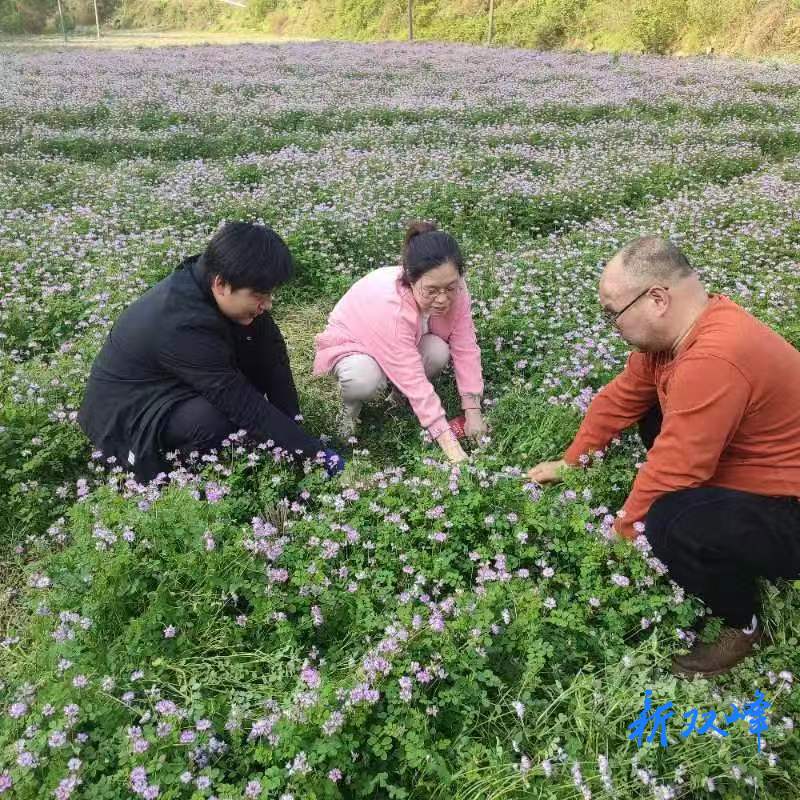 双峰县：点“绿”成“金”，农业绿肥生产蓬勃兴起