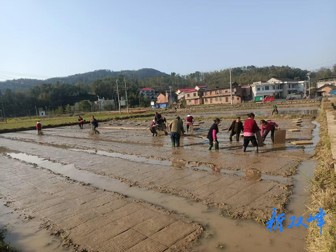 洪山殿镇：洲上村早稻播种忙