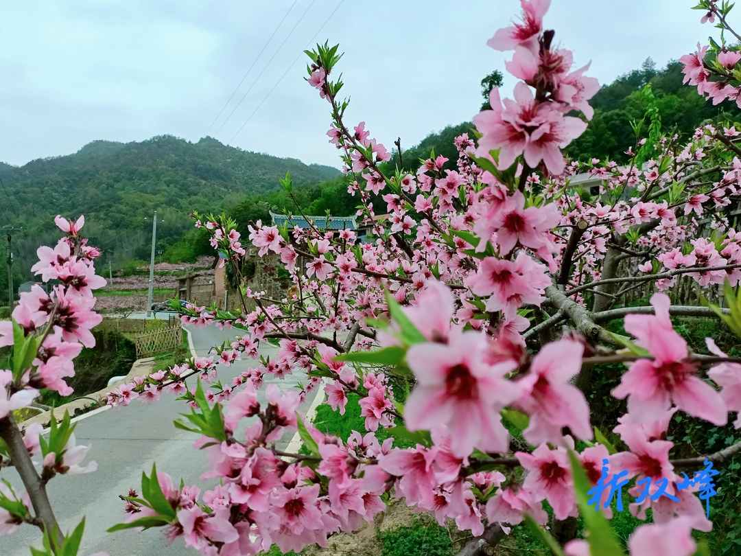 杏子铺镇：庭院经济美了乡村 富了村民