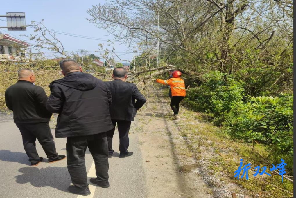 双峰县古塘超限检测站联合县公路养护部门紧急处置倒伏树木