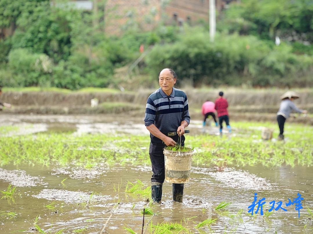 杏子铺镇：春耕正忙保丰收 整治抛荒见实效