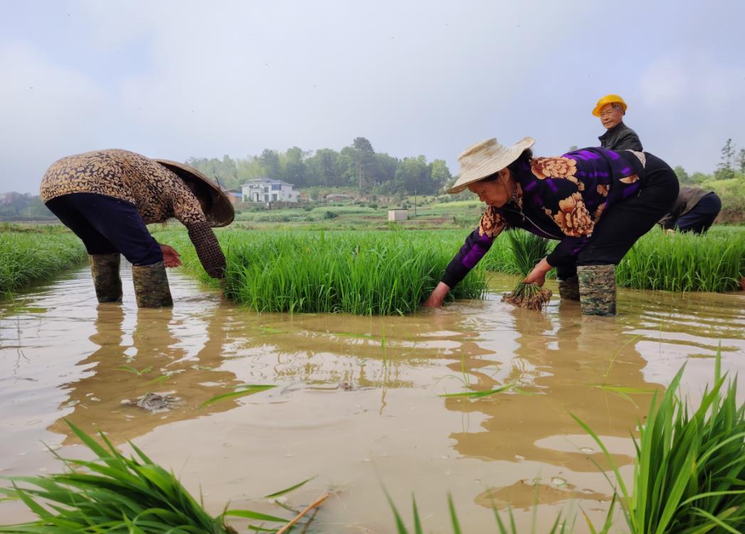杏子铺镇：抢抓中稻种植黄金期 奏响夏粮生产进行曲