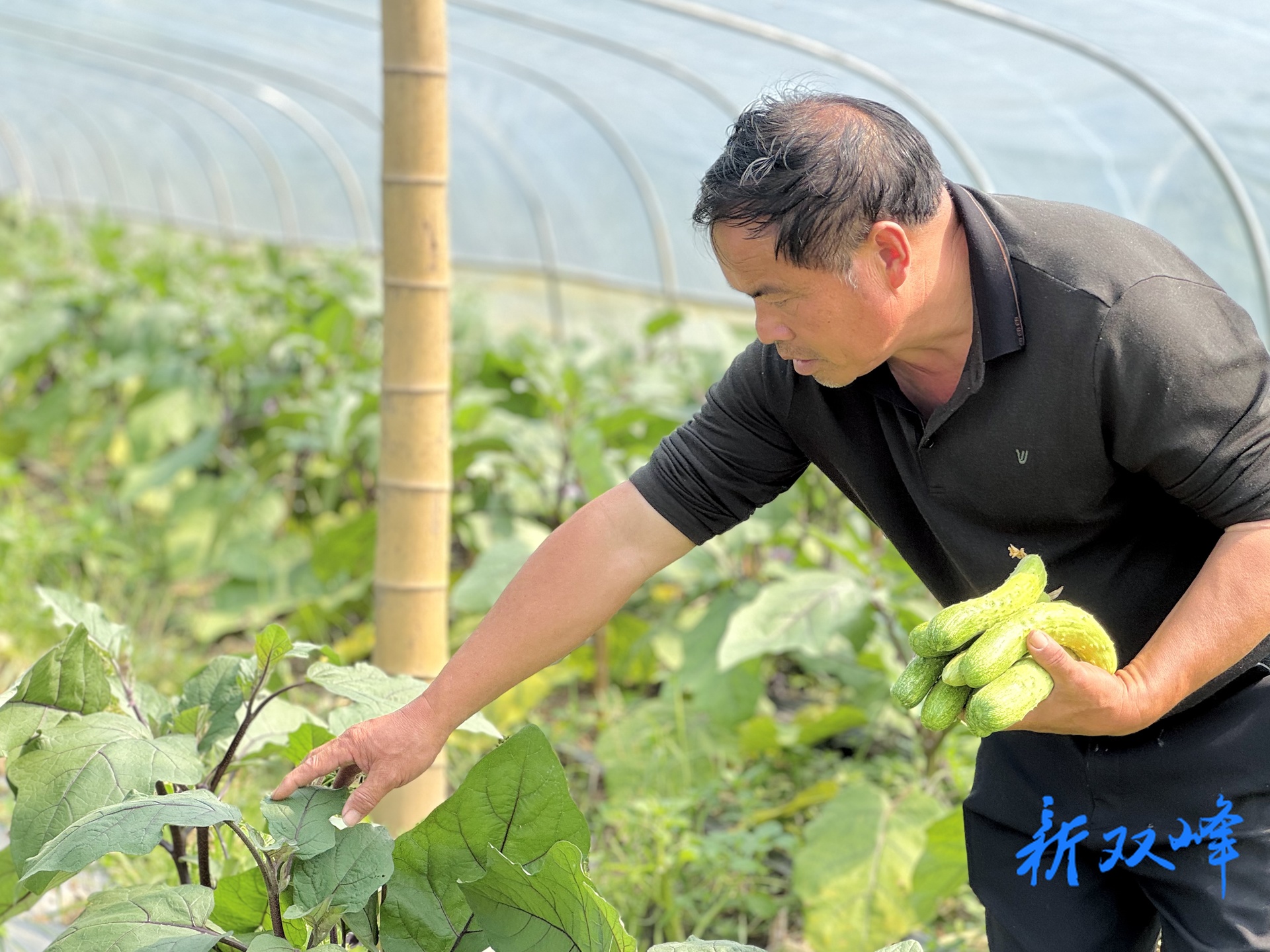 奋斗之光 最美劳动者⑥丨彭文清：廿年躬耕田野 书写乡村振兴答卷