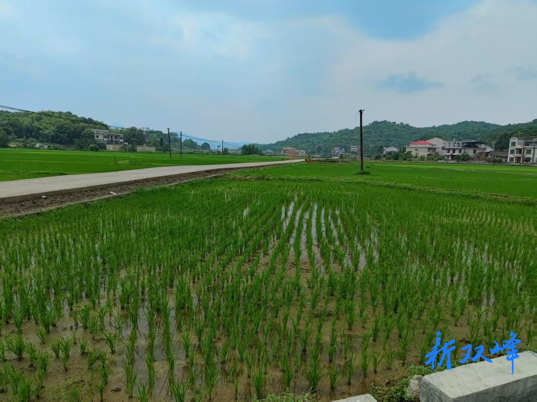 甘棠镇多部门联动开展农业保险实地验标 筑牢农业生产"安全网"