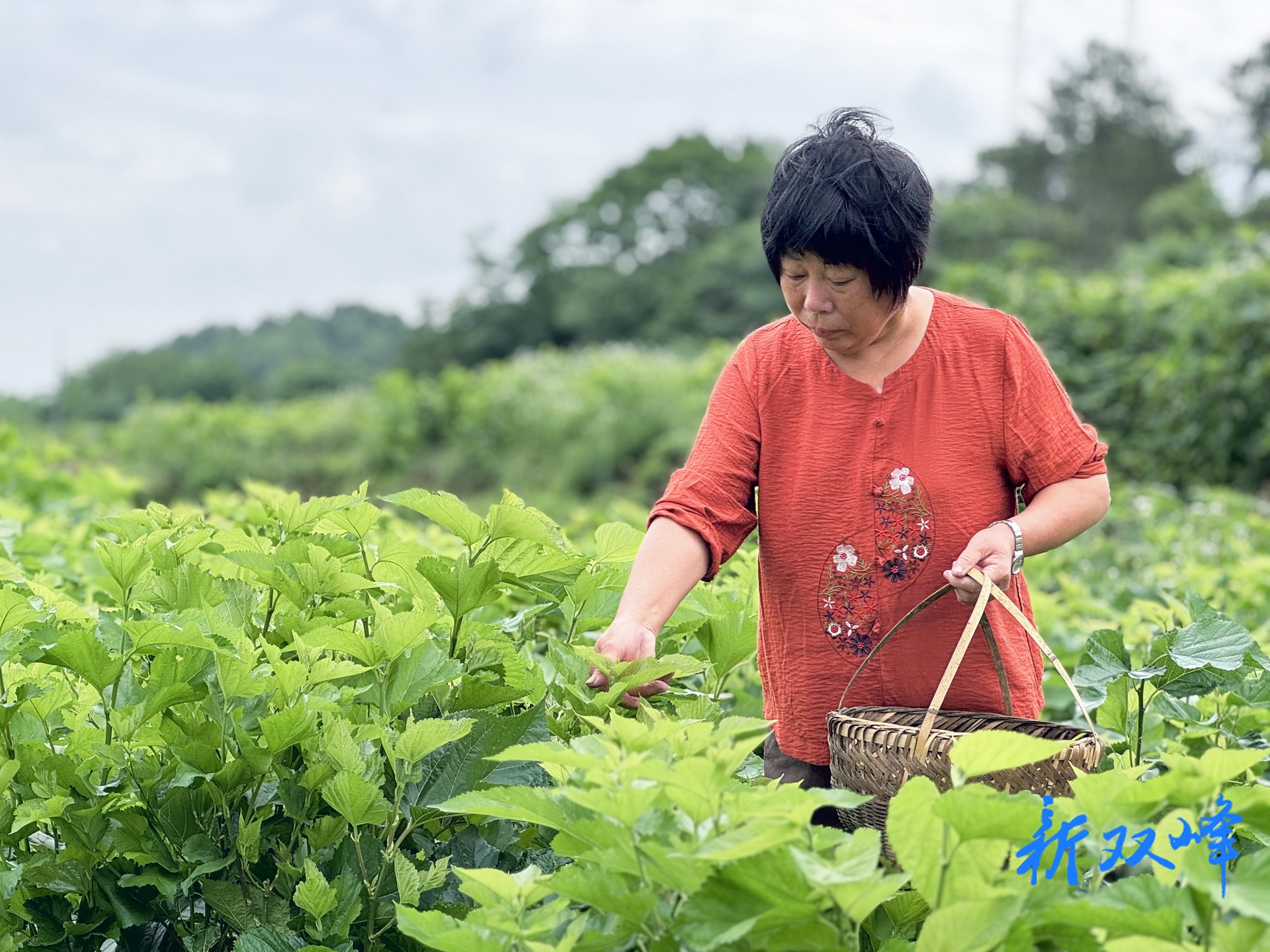 龙群林:桑叶织就富民梦 巾帼撑起乡村振兴一片天